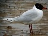 Mediterranean Gull at Westcliff Seafront (Steve Arlow) (97551 bytes)